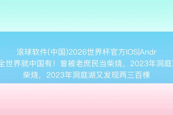 滚球软件(中国)2026世界杯官方IOS|Android手机app下载 全世界就中国有！曾被老庶民当柴烧，2023年洞庭湖又发现两三百棵